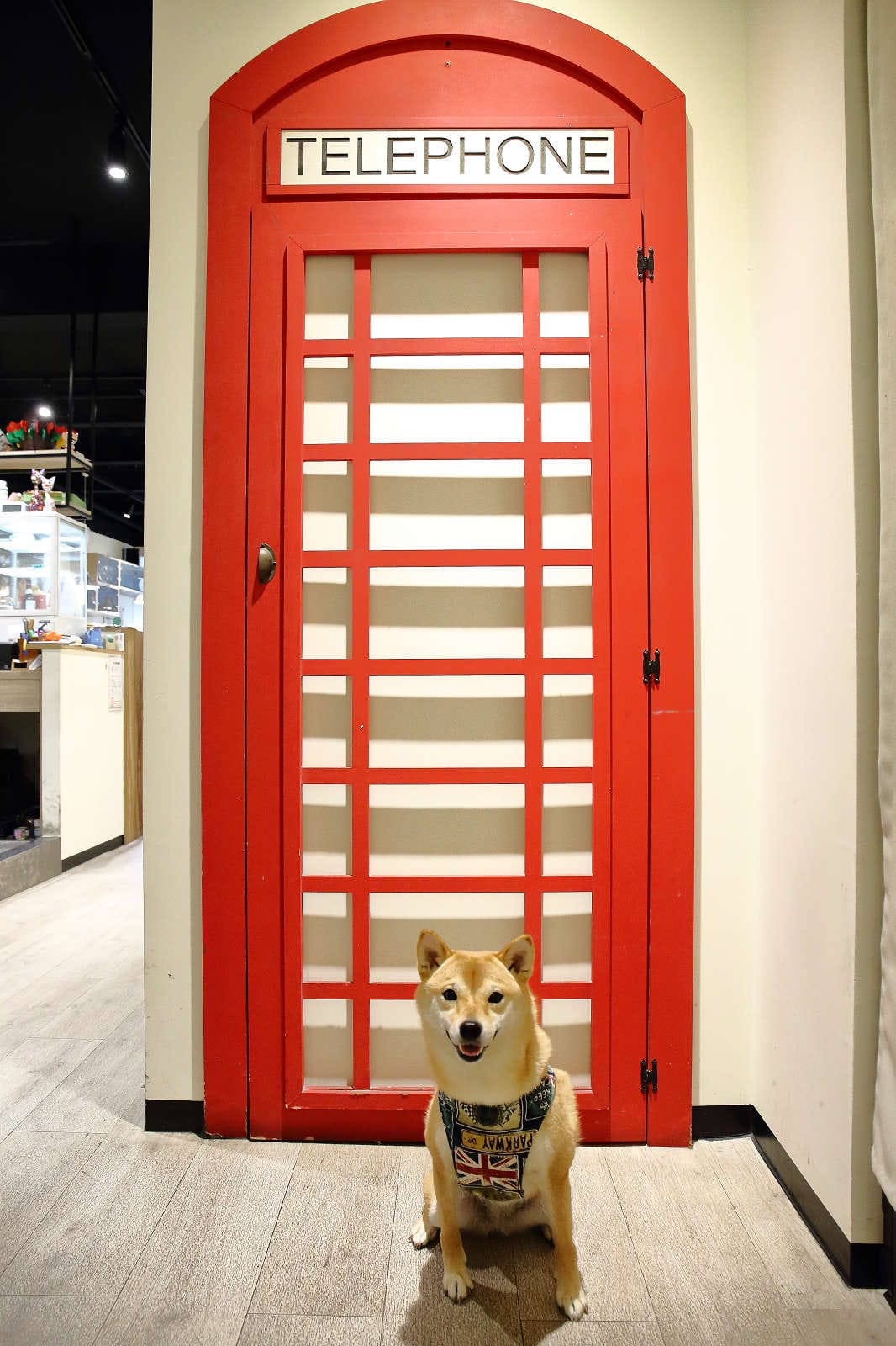 【食。桃園】DeMo House 戴莫好食屋〜貓控不能錯過的超療癒貓咪餐廳！敲可愛喵星人陪你吃早午餐！(寵物友善餐廳)