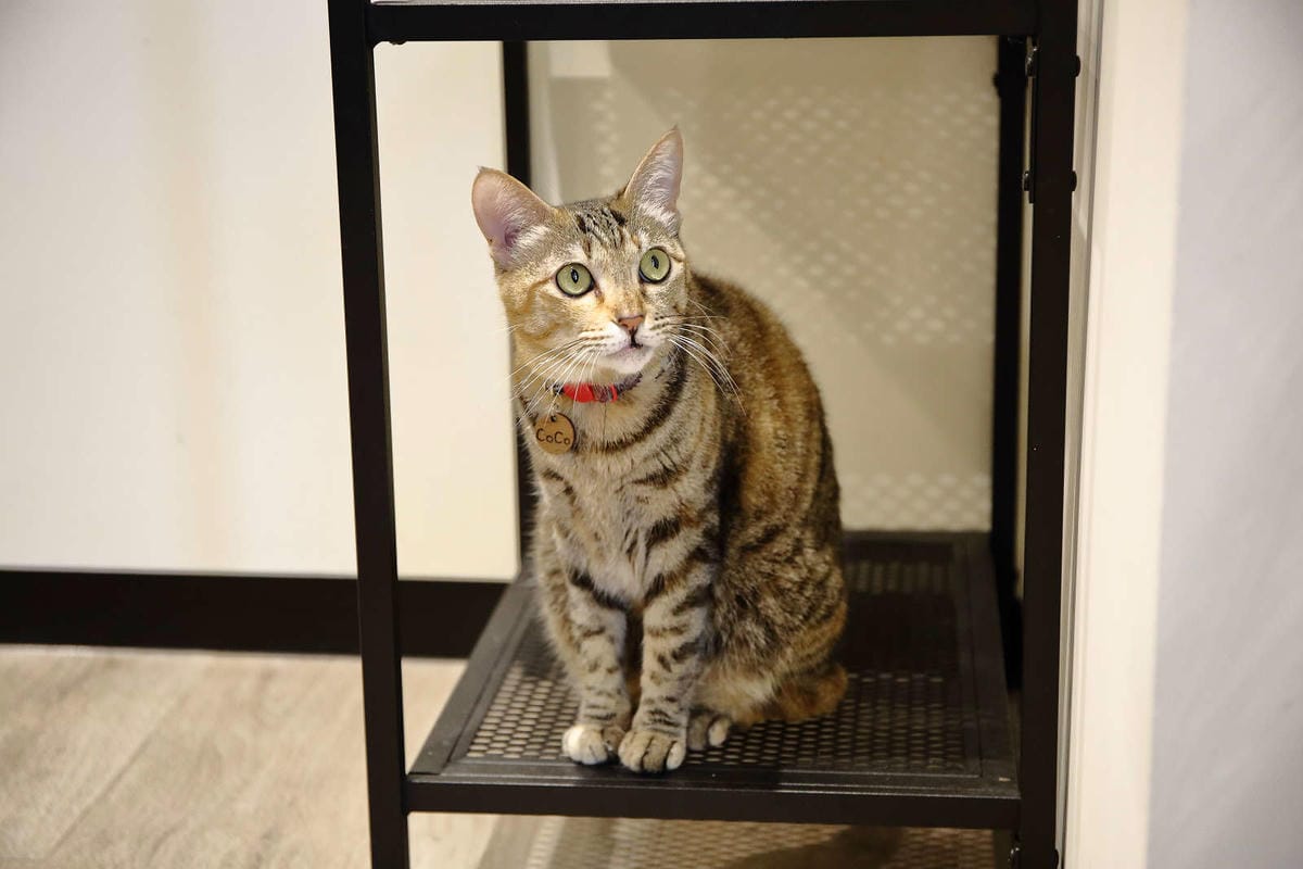 【食。桃園】DeMo House 戴莫好食屋〜貓控不能錯過的超療癒貓咪餐廳！敲可愛喵星人陪你吃早午餐！(寵物友善餐廳)