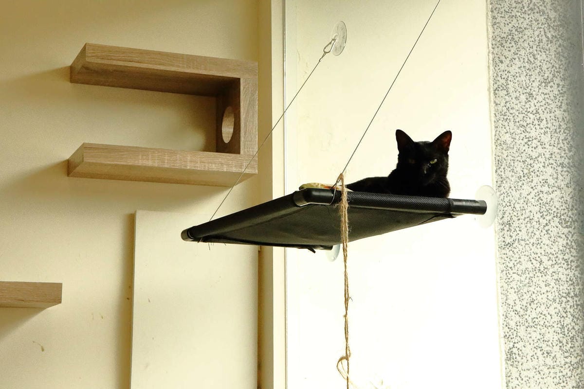 【食。桃園】DeMo House 戴莫好食屋〜貓控不能錯過的超療癒貓咪餐廳！敲可愛喵星人陪你吃早午餐！(寵物友善餐廳)