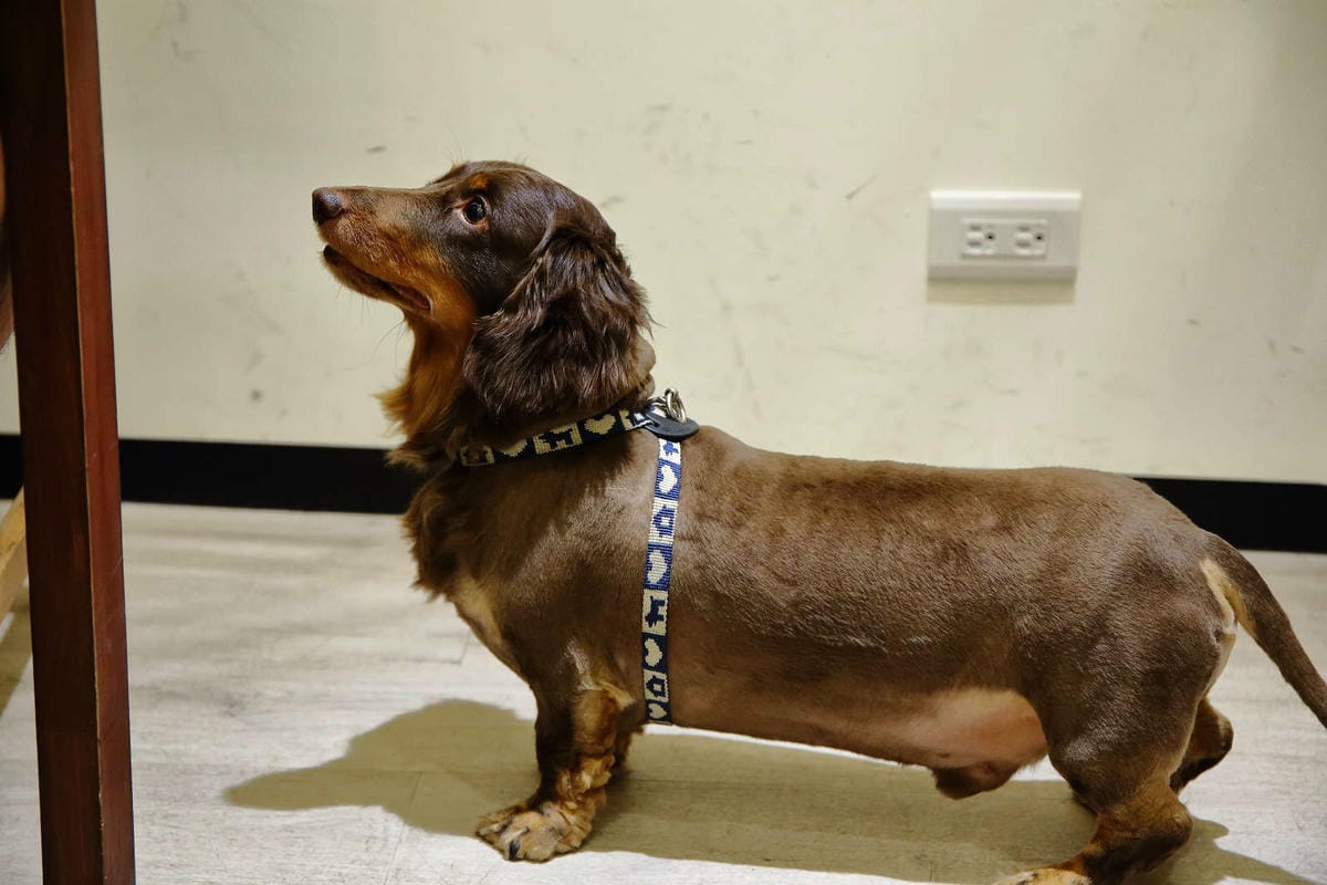 【食。桃園】DeMo House 戴莫好食屋〜貓控不能錯過的超療癒貓咪餐廳！敲可愛喵星人陪你吃早午餐！(寵物友善餐廳)