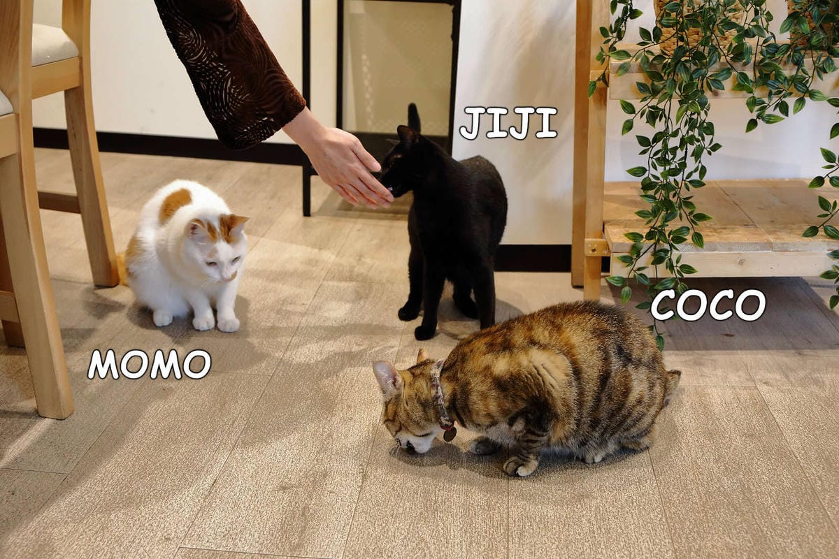 【食。桃園】DeMo House 戴莫好食屋〜貓控不能錯過的超療癒貓咪餐廳！敲可愛喵星人陪你吃早午餐！(寵物友善餐廳)