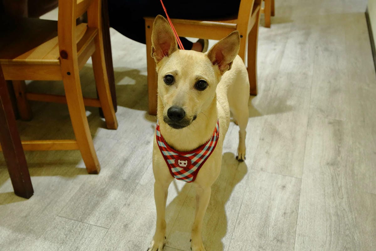 【食。桃園】DeMo House 戴莫好食屋〜貓控不能錯過的超療癒貓咪餐廳！敲可愛喵星人陪你吃早午餐！(寵物友善餐廳)