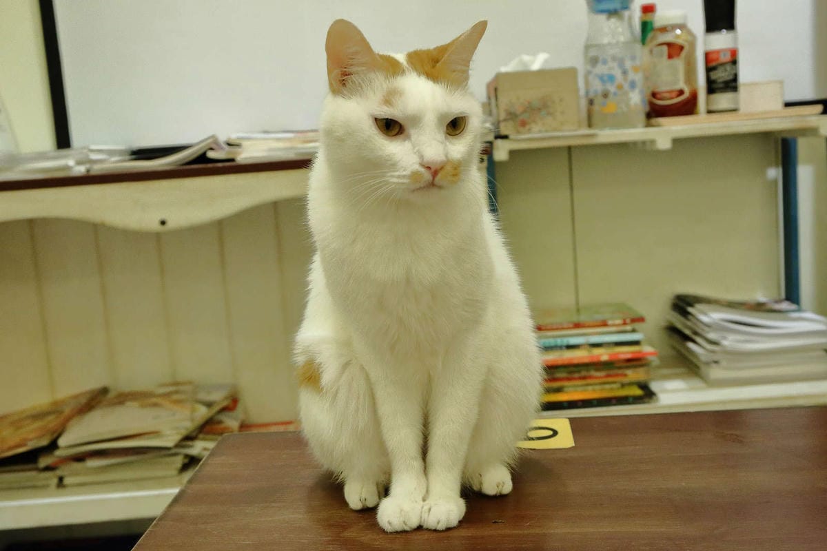 【食。桃園】DeMo House 戴莫好食屋〜貓控不能錯過的超療癒貓咪餐廳！敲可愛喵星人陪你吃早午餐！(寵物友善餐廳)