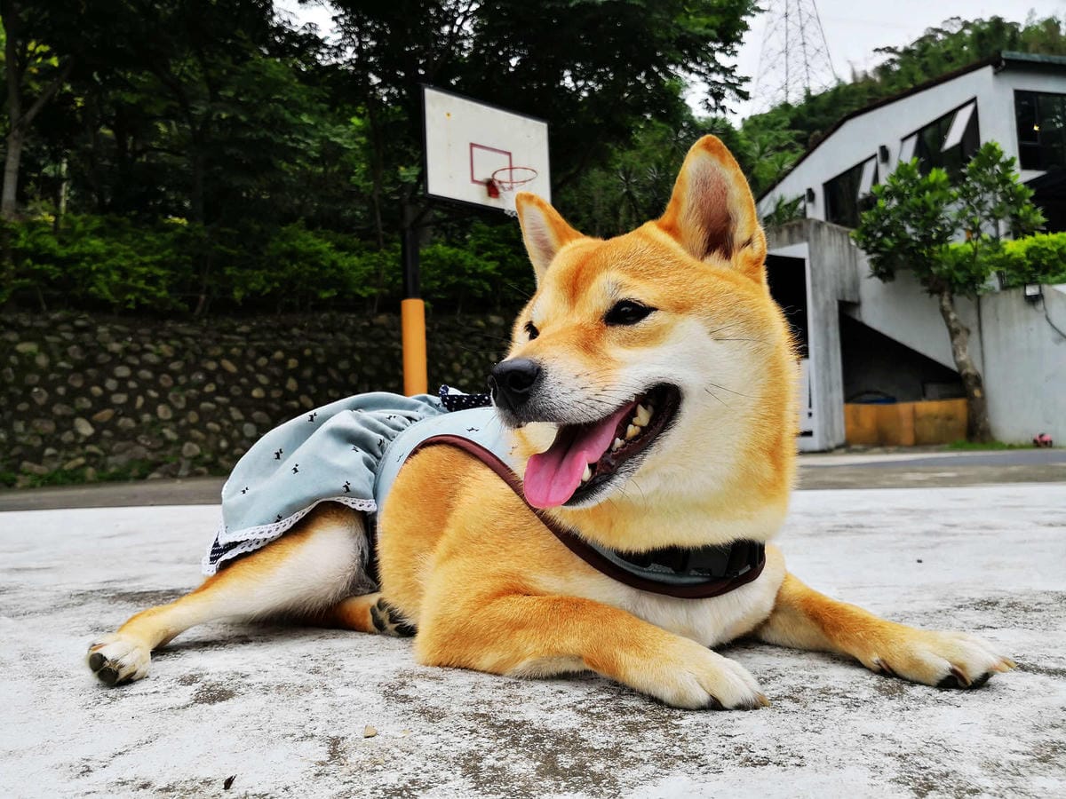 【食。深坑】wow cafe’〜深山裡的寵物友善咖啡廳，帶毛小孩去青草地奔跑吧！親子寵物餐廳/狗狗游泳池/早午餐