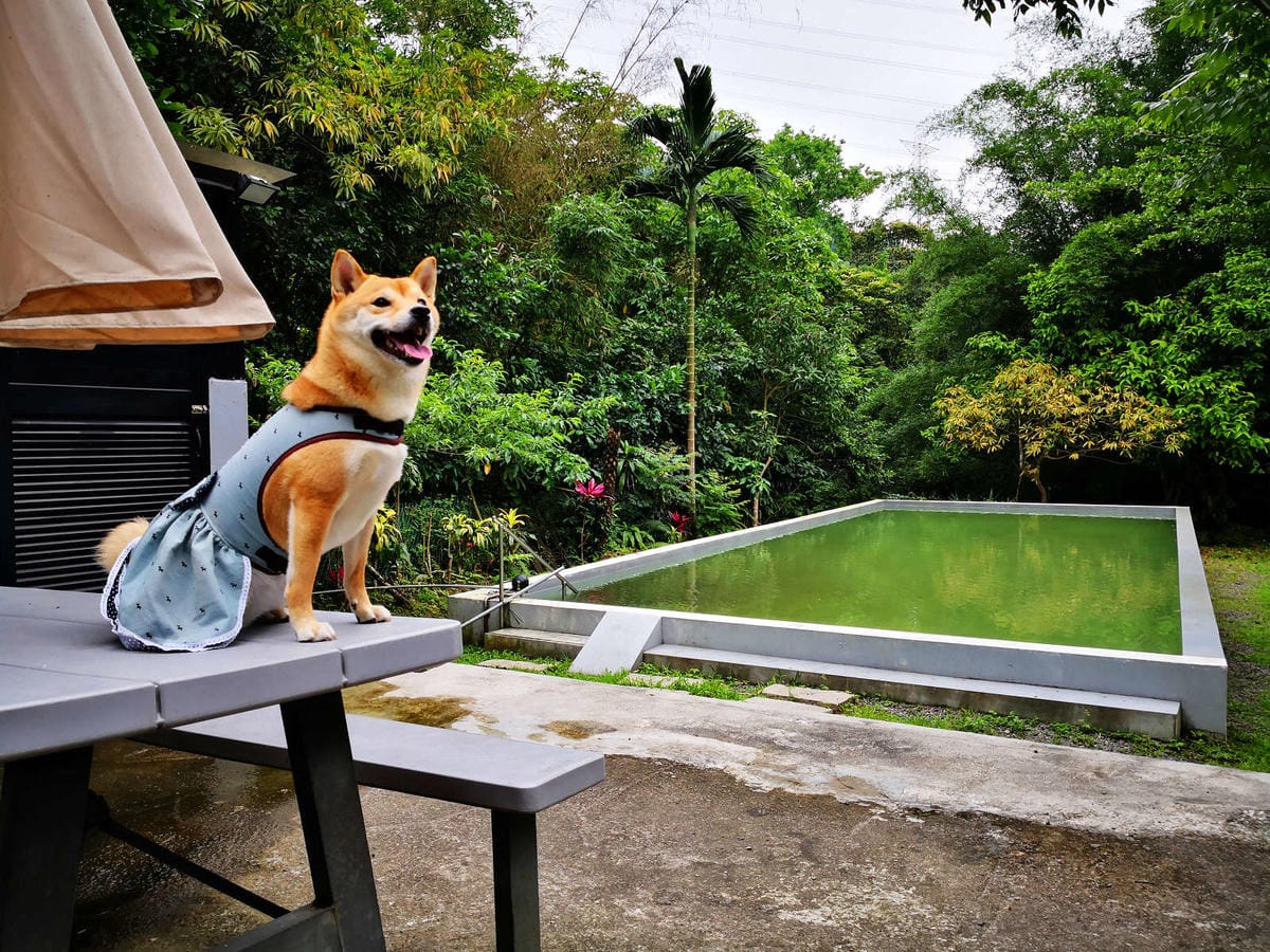 【食。深坑】wow cafe’〜深山裡的寵物友善咖啡廳，帶毛小孩去青草地奔跑吧！親子寵物餐廳/狗狗游泳池/早午餐