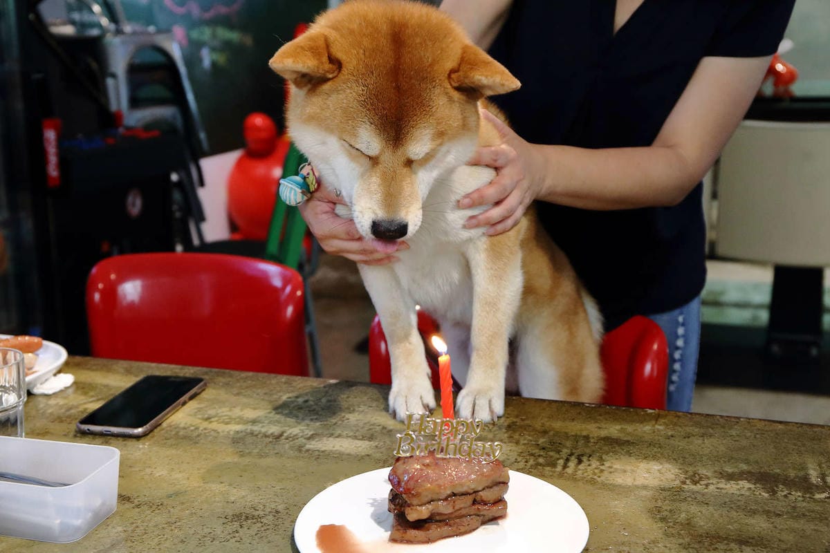 【食。深坑】wow cafe’〜深山裡的寵物友善咖啡廳，帶毛小孩去青草地奔跑吧！親子寵物餐廳/狗狗游泳池/早午餐