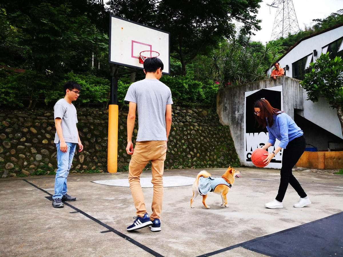 【食。深坑】wow cafe’〜深山裡的寵物友善咖啡廳，帶毛小孩去青草地奔跑吧！親子寵物餐廳/狗狗游泳池/早午餐