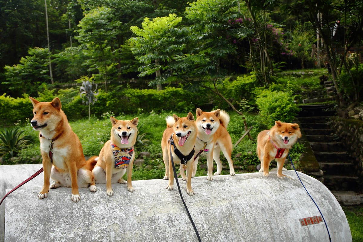 【食。深坑】wow cafe’〜深山裡的寵物友善咖啡廳，帶毛小孩去青草地奔跑吧！親子寵物餐廳/狗狗游泳池/早午餐