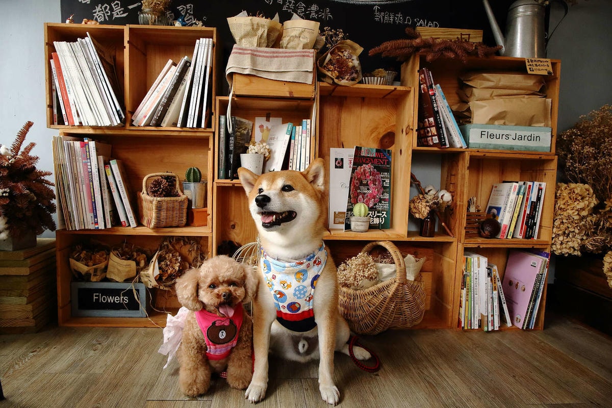 【食。桃園】煦煦早午餐〜被乾燥花包圍的網美早午餐,輕食手作餐點可口好吃,帶著毛小孩來約會吧!