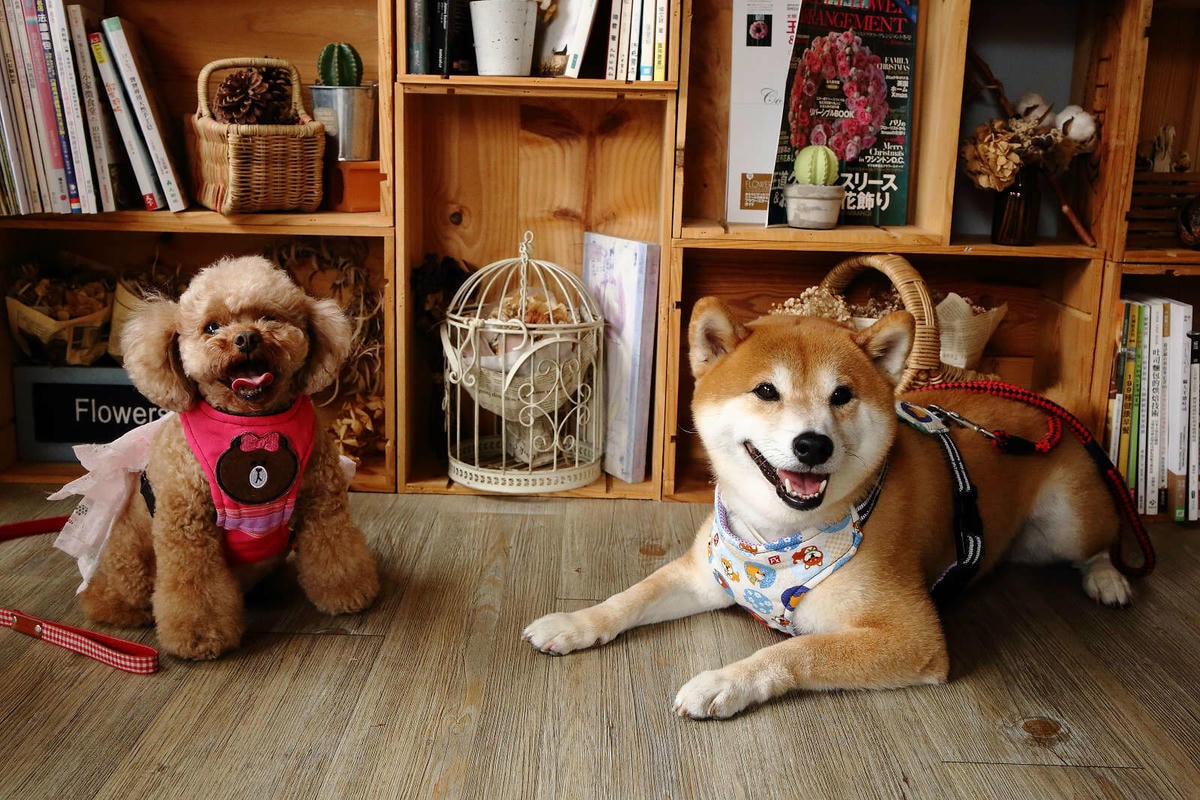 【食。桃園】煦煦早午餐〜被乾燥花包圍的網美早午餐,輕食手作餐點可口好吃,帶著毛小孩來約會吧!