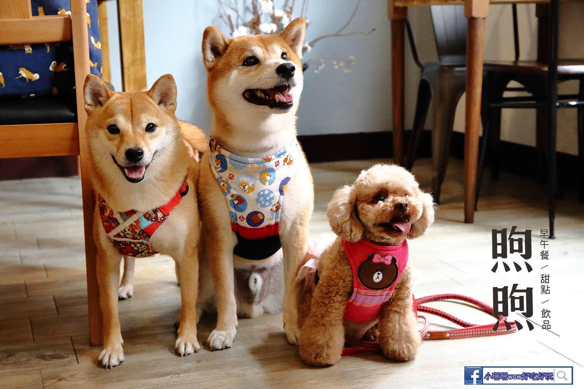 【食。桃園】煦煦早午餐〜被乾燥花包圍的網美早午餐,輕食手作餐點可口好吃,帶著毛小孩來約會吧!