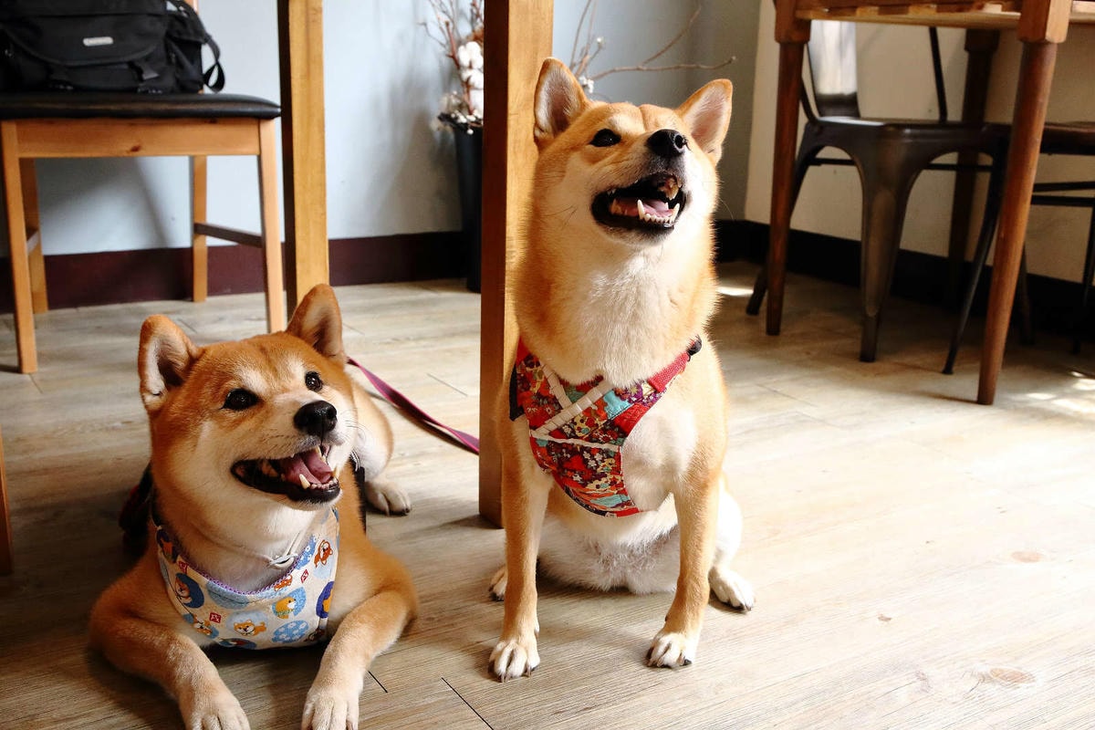 【食。桃園】煦煦早午餐〜被乾燥花包圍的網美早午餐,輕食手作餐點可口好吃,帶著毛小孩來約會吧!