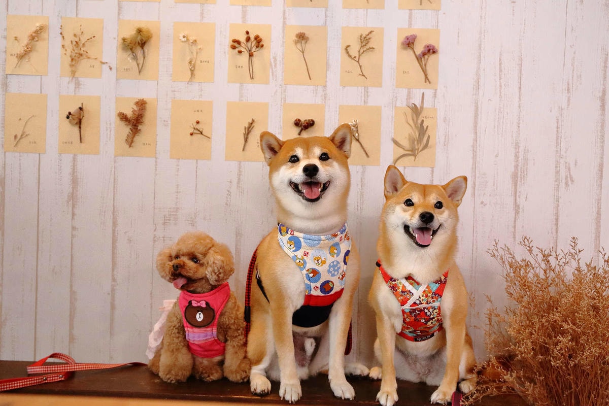 【食。桃園】煦煦早午餐〜被乾燥花包圍的網美早午餐,輕食手作餐點可口好吃,帶著毛小孩來約會吧!