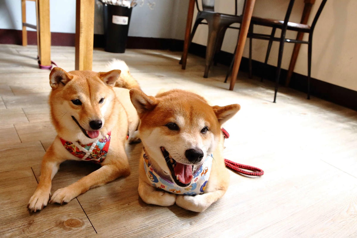 【食。桃園】煦煦早午餐〜被乾燥花包圍的網美早午餐,輕食手作餐點可口好吃,帶著毛小孩來約會吧!