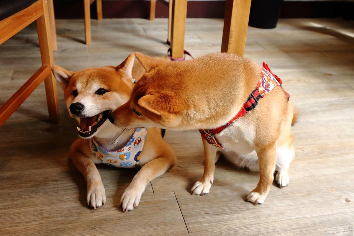 【食。桃園】煦煦早午餐〜被乾燥花包圍的網美早午餐,輕食手作餐點可口好吃,帶著毛小孩來約會吧!