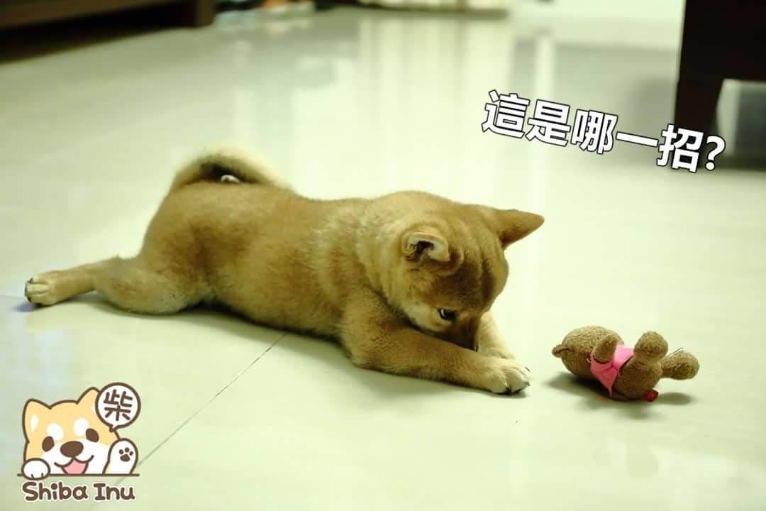 【寵物飼料】寶多福寵物食品〜MIT台灣嚴選狗飼料推薦！專為臺灣寵物飼養環境精心調配，健康取向，家中寶貝一吃愛上！