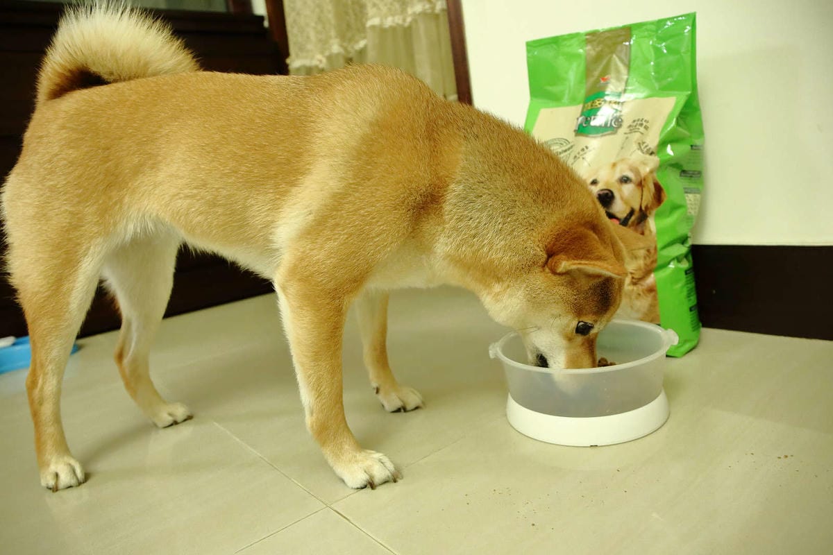 【寵物飼料】寶多福寵物食品〜MIT台灣嚴選狗飼料推薦！專為臺灣寵物飼養環境精心調配，健康取向，家中寶貝一吃愛上！