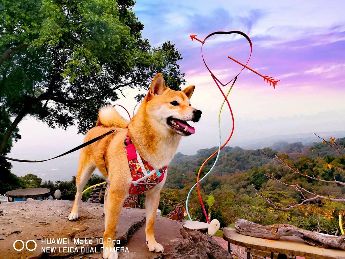 【寵物飼料】寶多福寵物食品〜MIT台灣嚴選狗飼料推薦！專為臺灣寵物飼養環境精心調配，健康取向，家中寶貝一吃愛上！