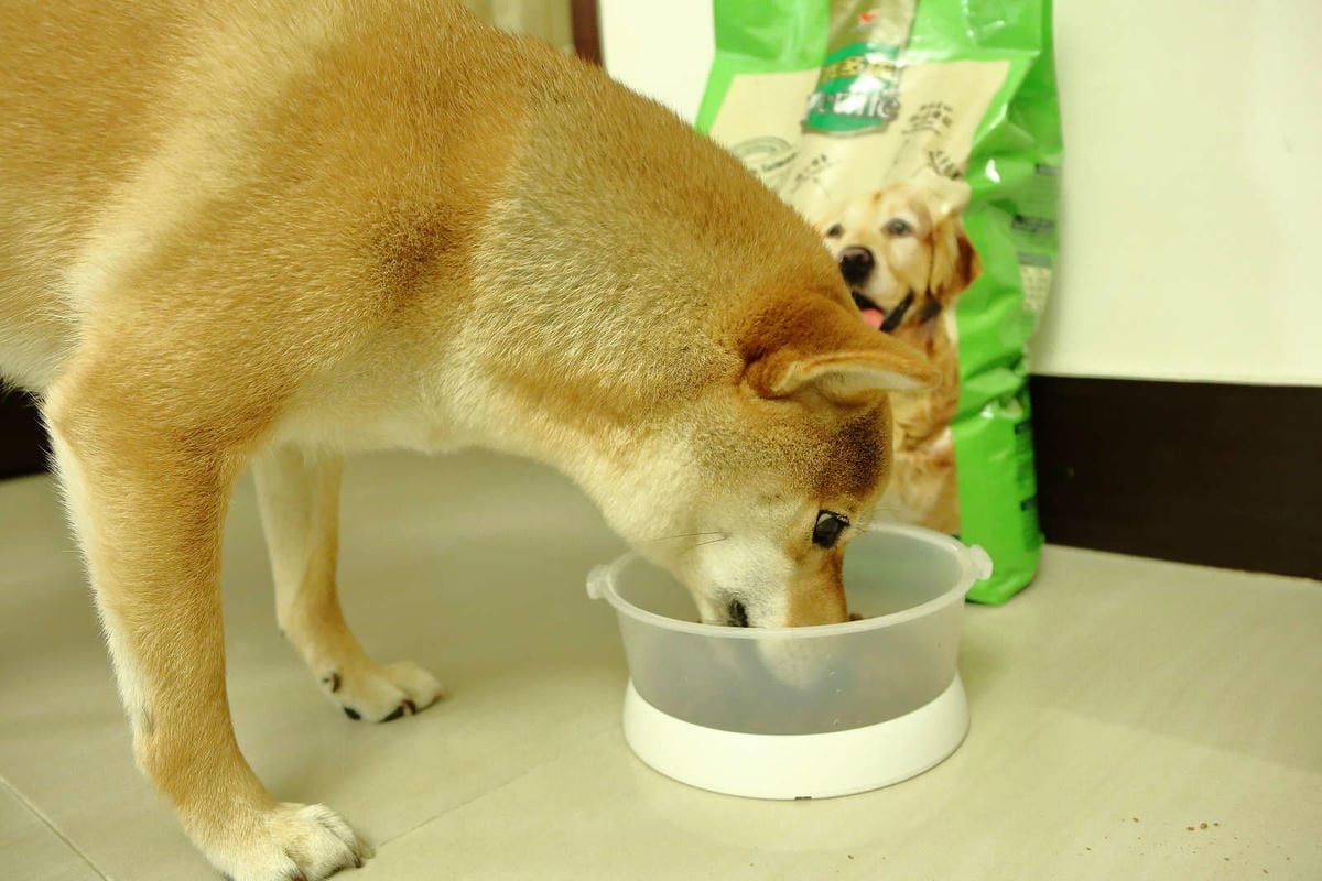 【寵物飼料】寶多福寵物食品〜MIT台灣嚴選狗飼料推薦！專為臺灣寵物飼養環境精心調配，健康取向，家中寶貝一吃愛上！