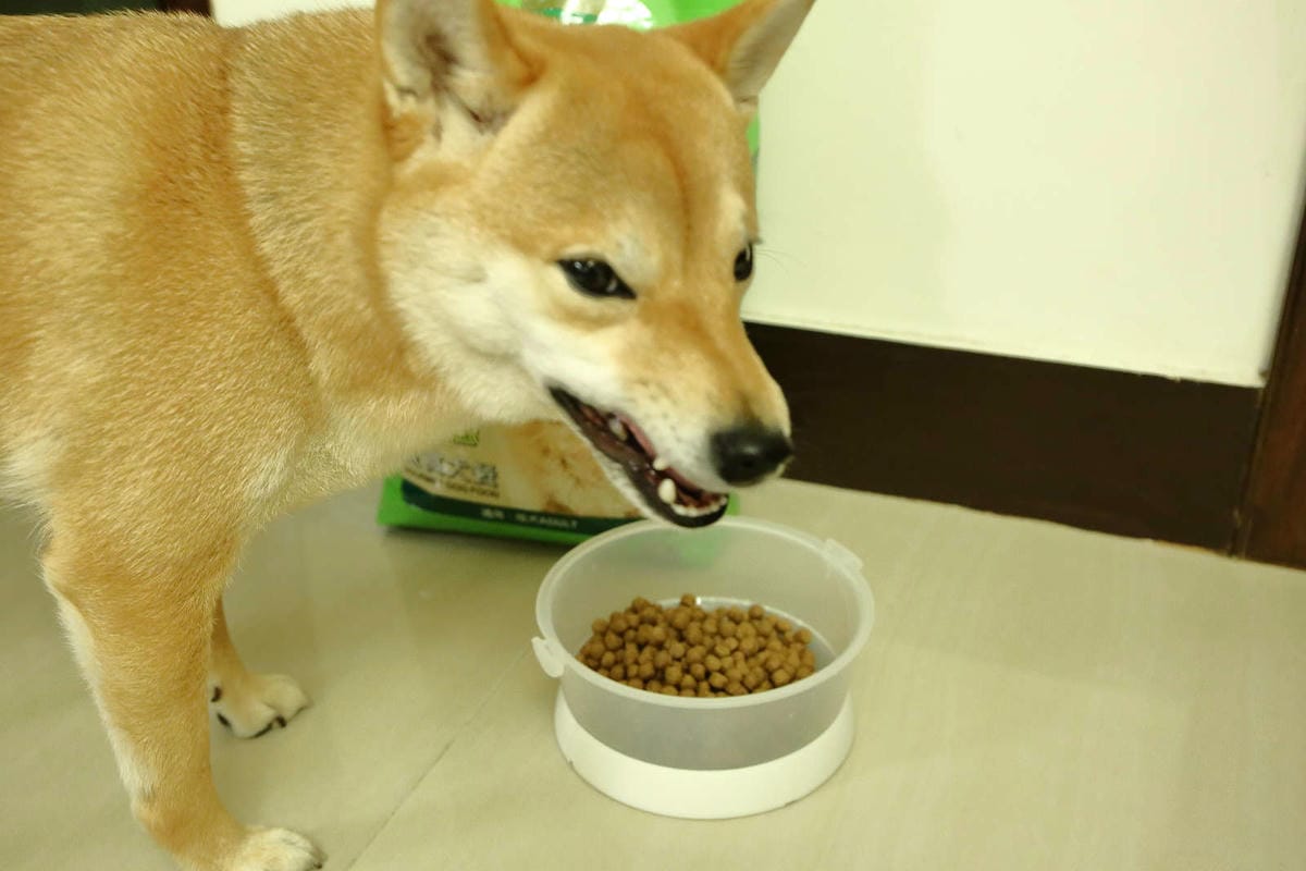 【寵物飼料】寶多福寵物食品〜MIT台灣嚴選狗飼料推薦！專為臺灣寵物飼養環境精心調配，健康取向，家中寶貝一吃愛上！