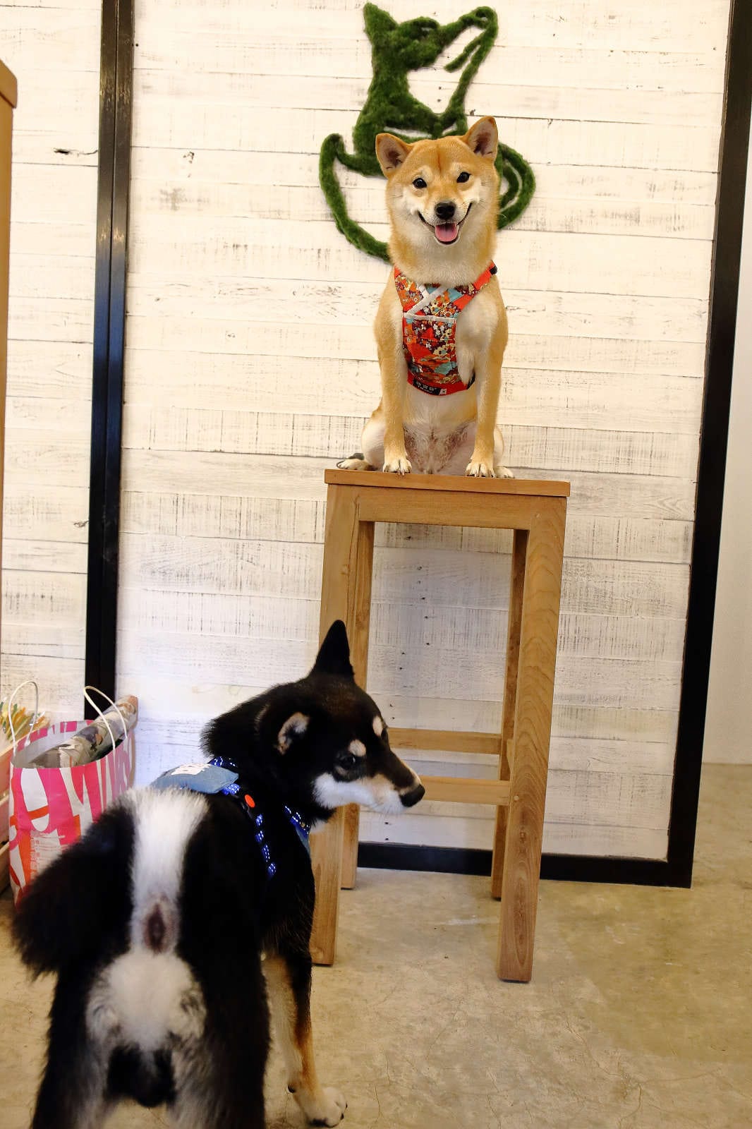 【食。台北】Caviar café+brunch魚子醬咖啡〜台北寵物餐廳推薦！可愛柴犬韓風咖啡店，美好的早午餐約會健康養生輕食料理