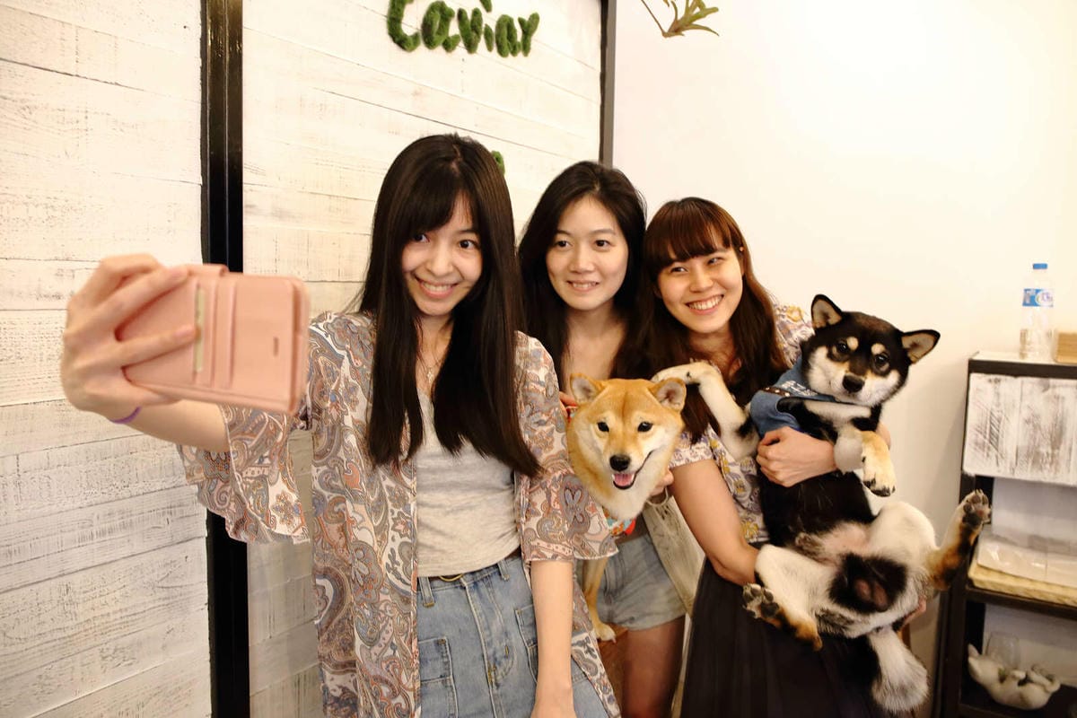【食。台北】Caviar café+brunch魚子醬咖啡〜台北寵物餐廳推薦！可愛柴犬韓風咖啡店，美好的早午餐約會健康養生輕食料理