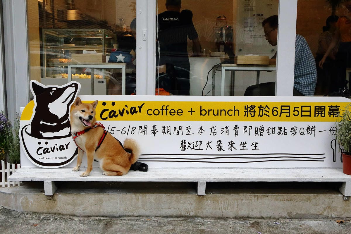 【食。台北】Caviar café+brunch魚子醬咖啡〜台北寵物餐廳推薦！可愛柴犬韓風咖啡店，美好的早午餐約會健康養生輕食料理