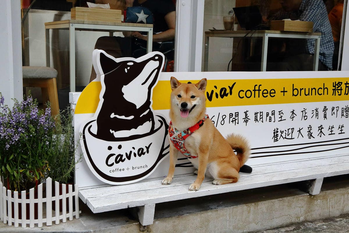 【食。台北】Caviar café+brunch魚子醬咖啡〜台北寵物餐廳推薦！可愛柴犬韓風咖啡店，美好的早午餐約會健康養生輕食料理
