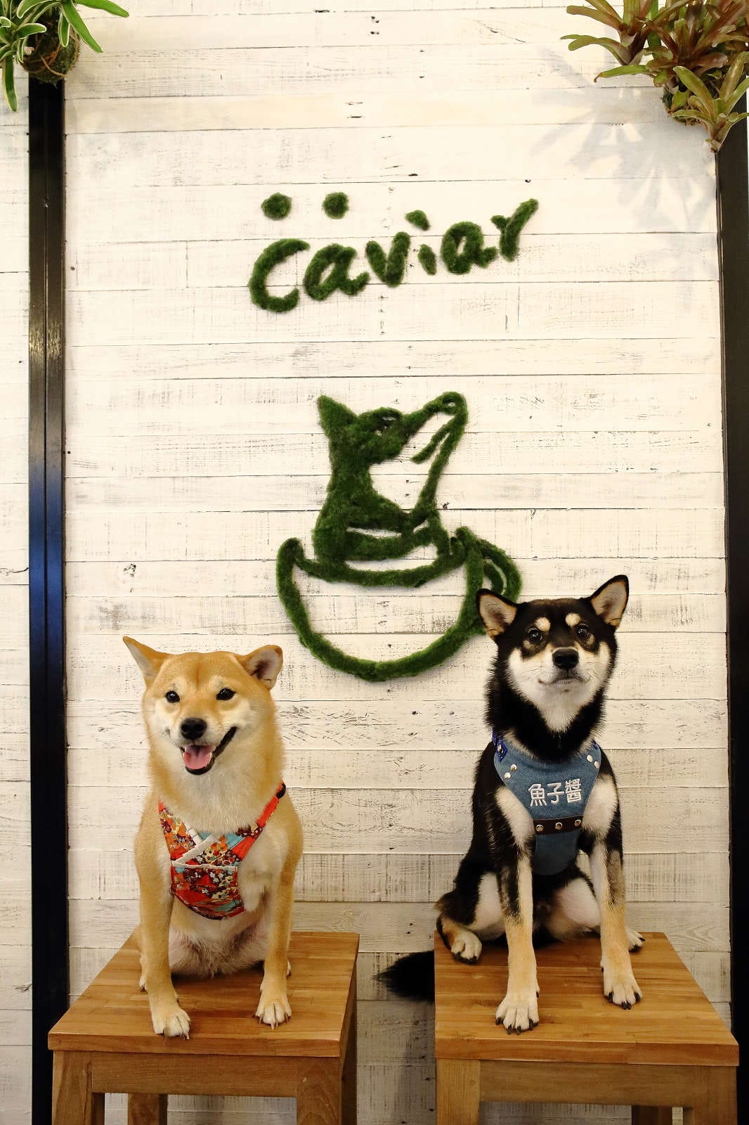 【食。台北】Caviar café+brunch魚子醬咖啡〜台北寵物餐廳推薦！可愛柴犬韓風咖啡店，美好的早午餐約會健康養生輕食料理