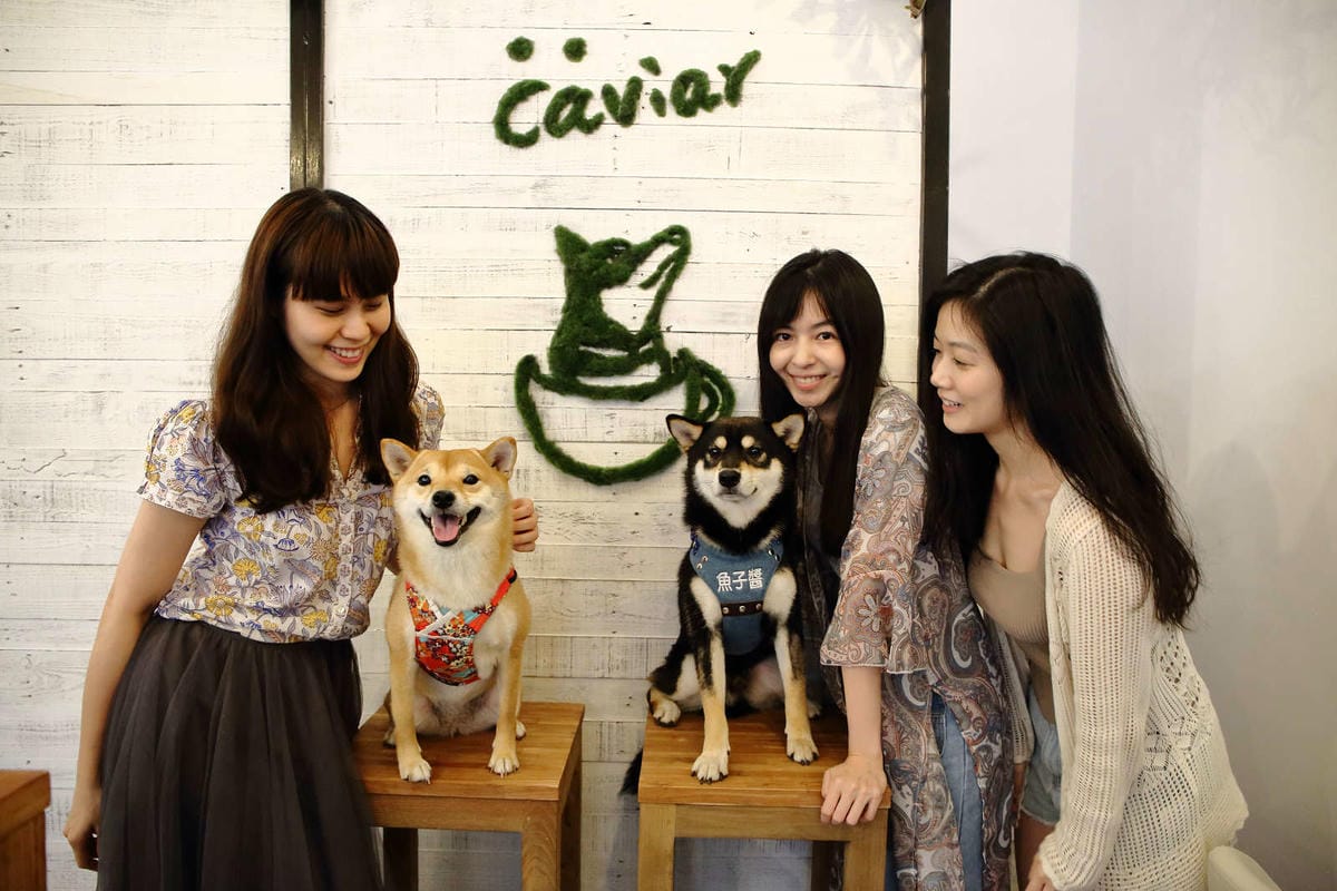 【食。台北】Caviar café+brunch魚子醬咖啡〜台北寵物餐廳推薦！可愛柴犬韓風咖啡店，美好的早午餐約會健康養生輕食料理