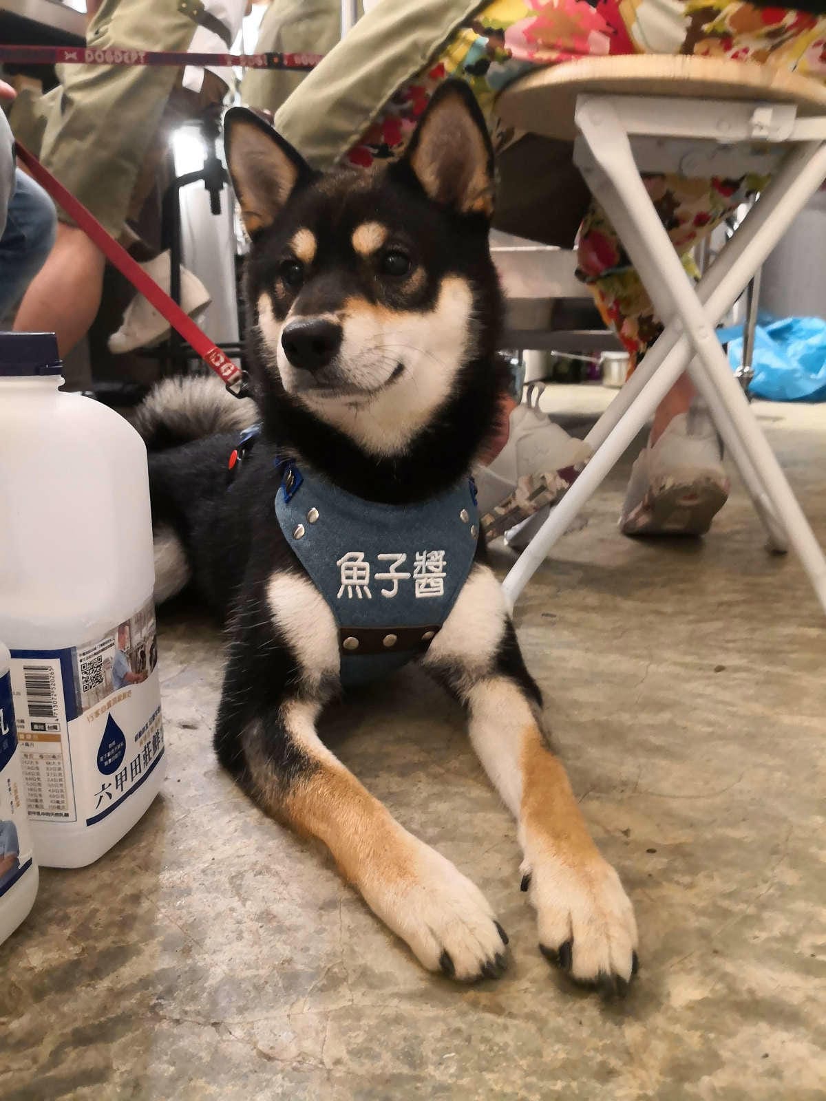 【食。台北】Caviar café+brunch魚子醬咖啡〜台北寵物餐廳推薦！可愛柴犬韓風咖啡店，美好的早午餐約會健康養生輕食料理