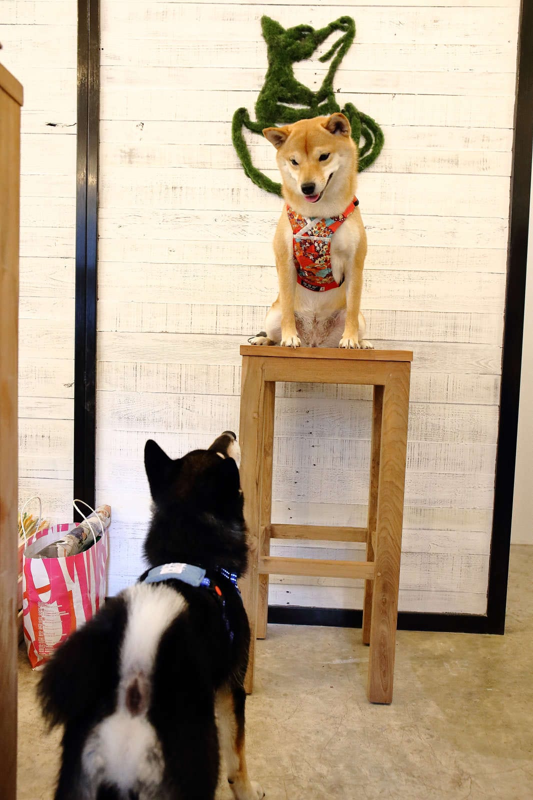 【食。台北】Caviar café+brunch魚子醬咖啡〜台北寵物餐廳推薦！可愛柴犬韓風咖啡店，美好的早午餐約會健康養生輕食料理