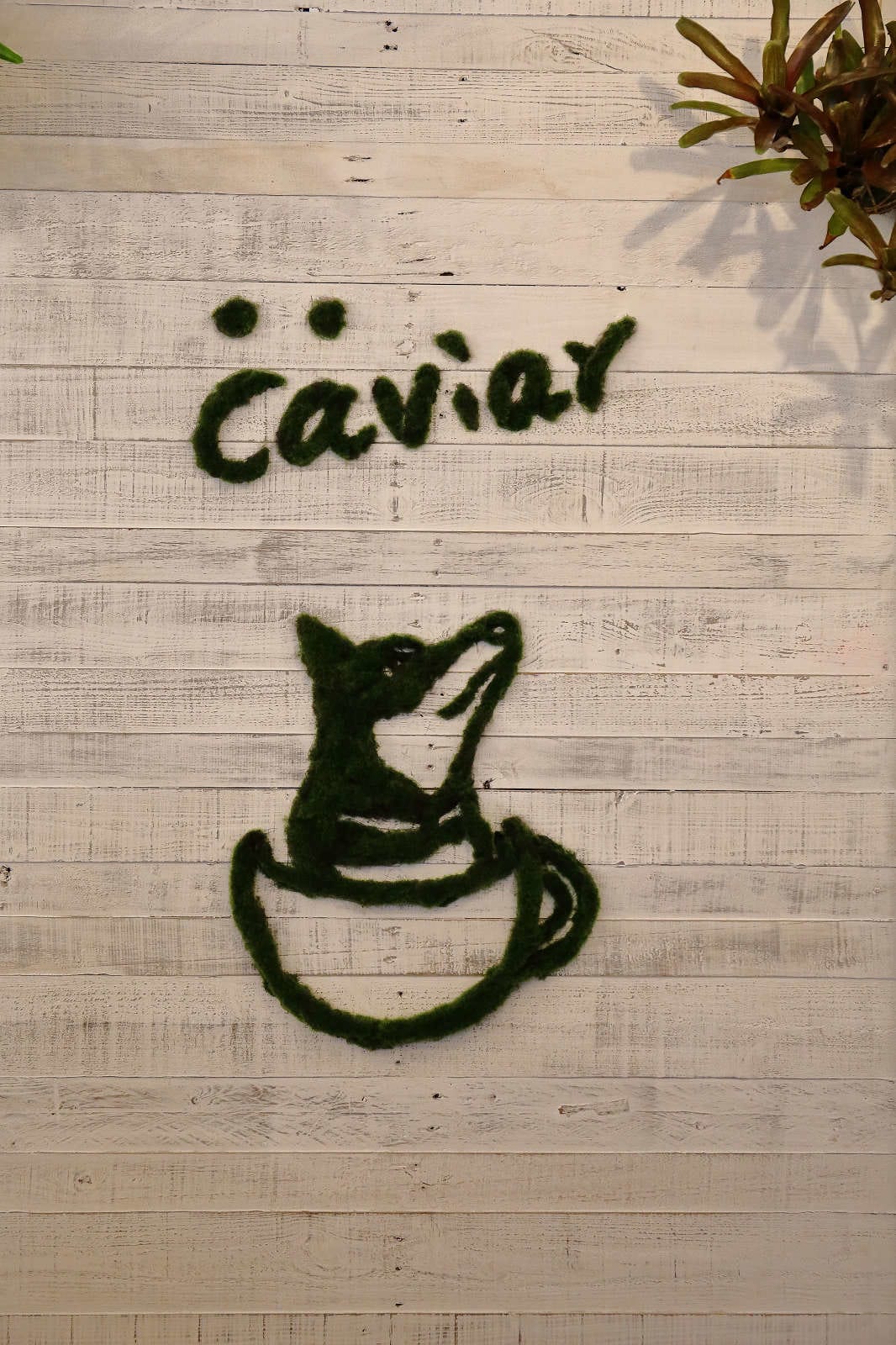 【食。台北】Caviar café+brunch魚子醬咖啡〜台北寵物餐廳推薦！可愛柴犬韓風咖啡店，美好的早午餐約會健康養生輕食料理