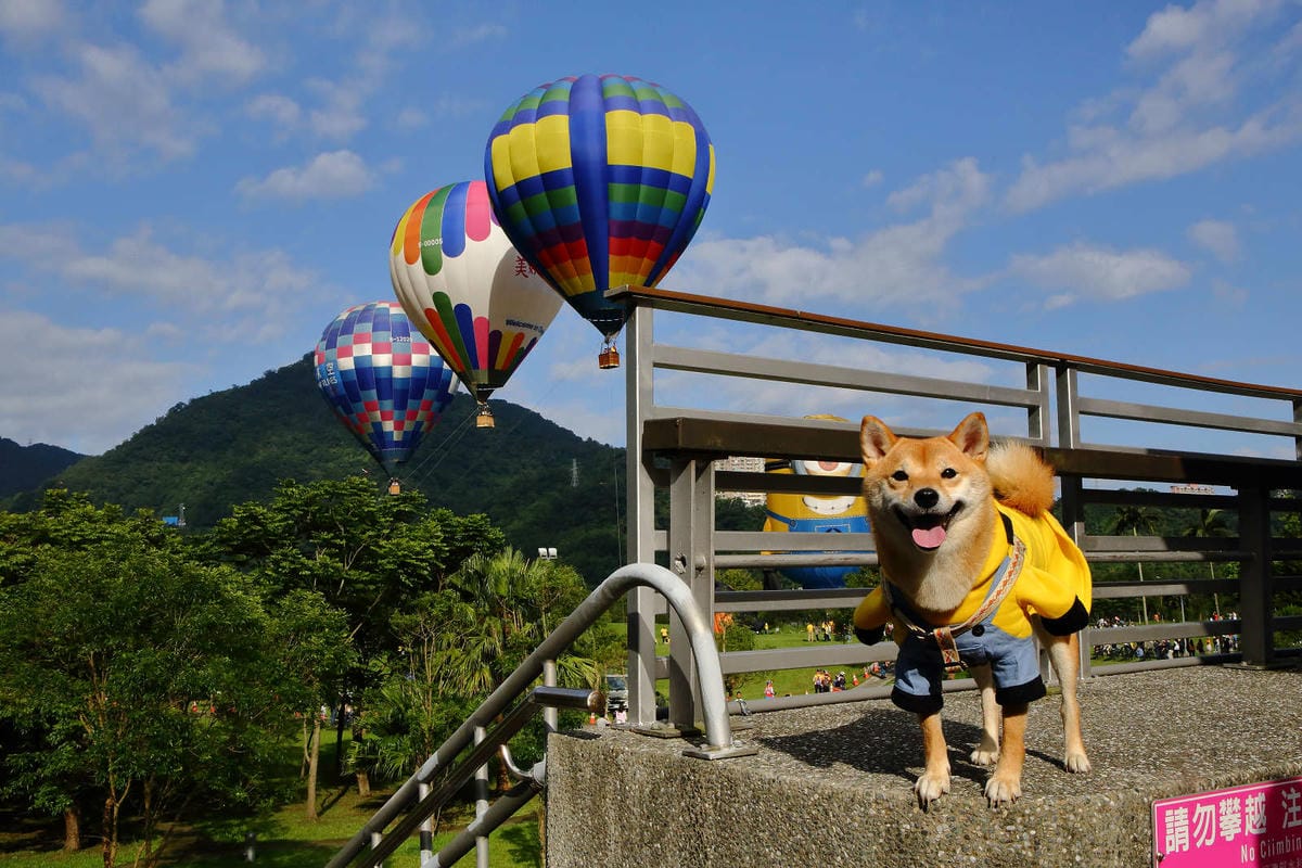 【遊。桃園】2019桃園石門熱氣球嘉年華。今夏第一發～石門水庫熱氣球又來惹！