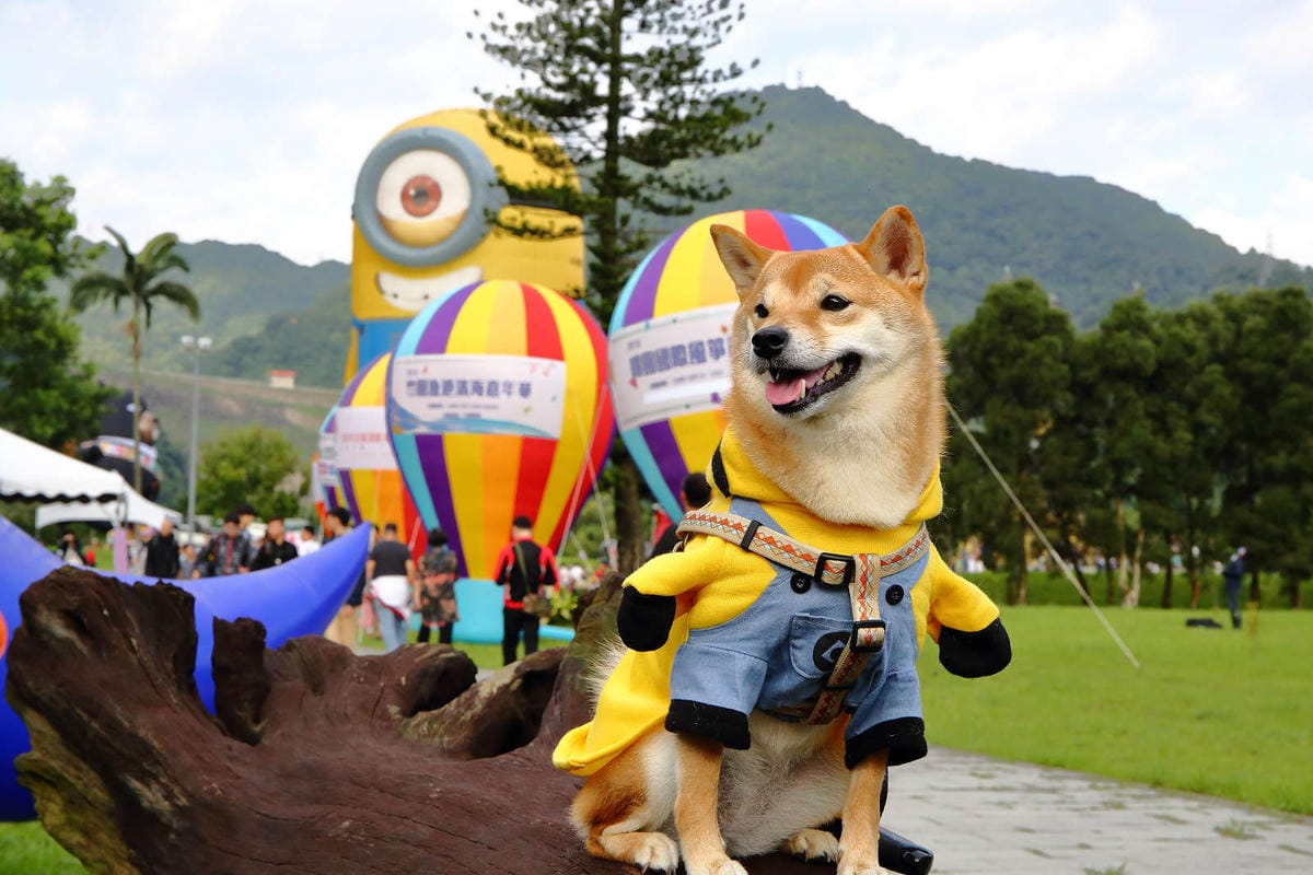 【遊。桃園】2019桃園石門熱氣球嘉年華。今夏第一發～石門水庫熱氣球又來惹！