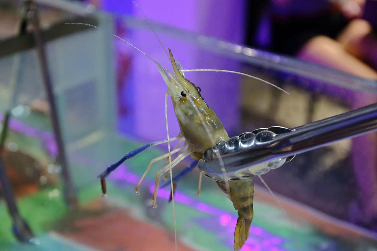 【食。桃園】泰咁蝦水道蝦〜桃園第一家超狂水道蝦吃到飽！泰國蝦、海鮮、肉品無限供應，不怕你抓完，只怕你吃不完！(已歇業)