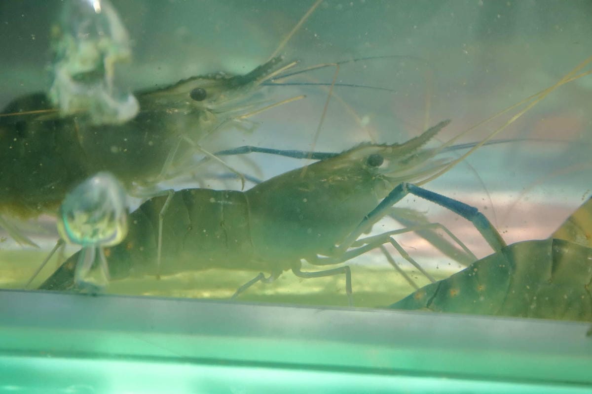 【食。桃園】泰咁蝦水道蝦〜桃園第一家超狂水道蝦吃到飽！泰國蝦、海鮮、肉品無限供應，不怕你抓完，只怕你吃不完！(已歇業)