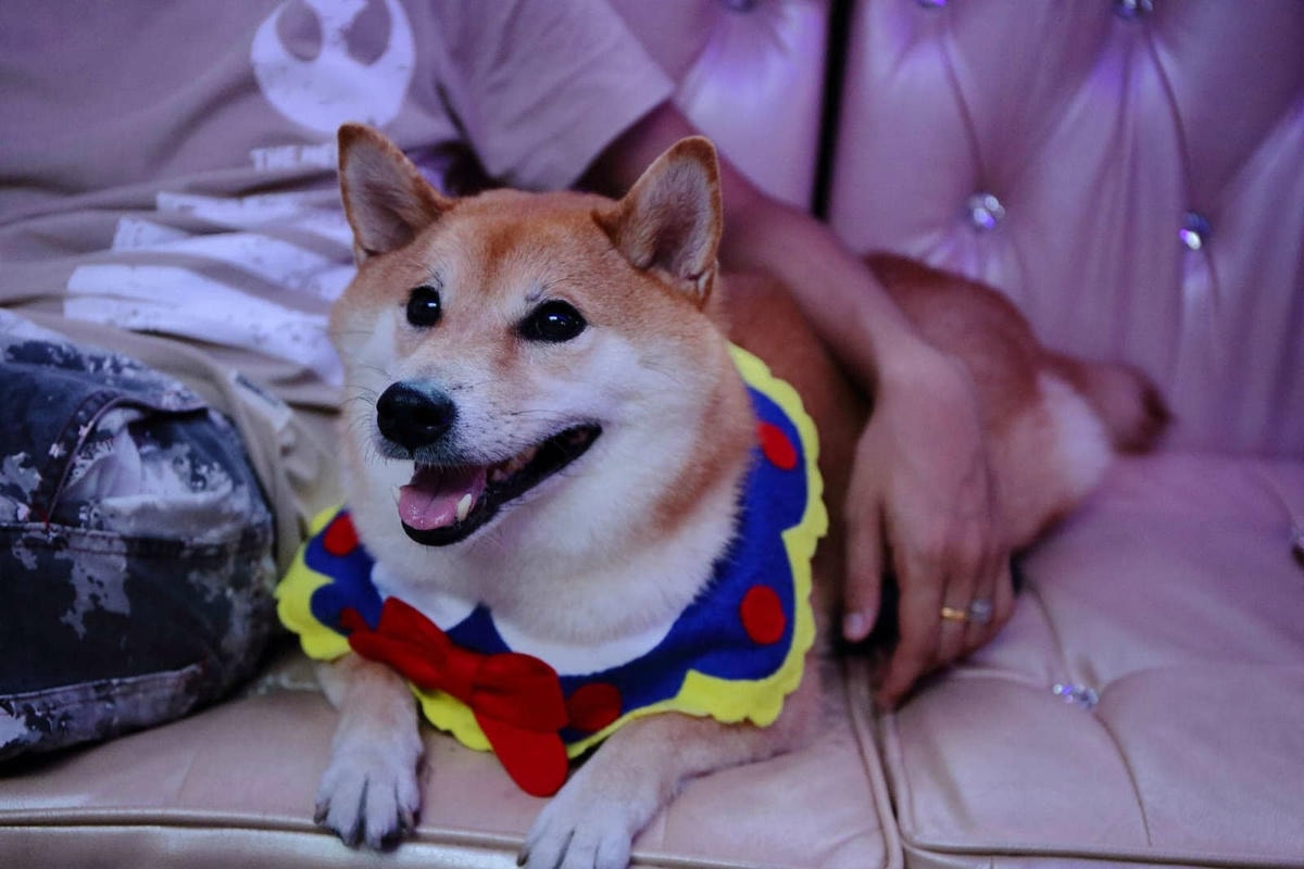 【遊。台北】BOK舶克遊艇派對〜大稻埕柴團遊艇趴,航程享受淡水河沿岸風光看夕陽、欣賞夜景、KTV歡唱,歡樂新體驗!