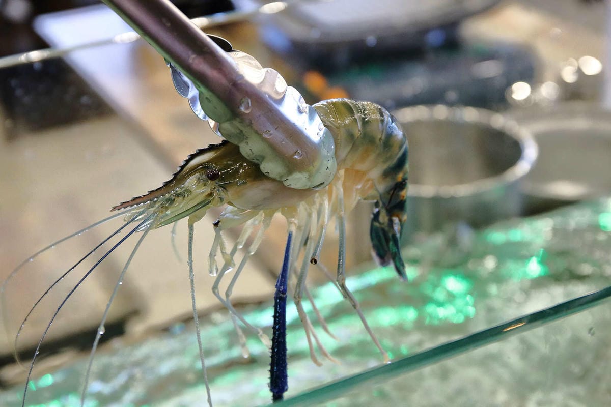 【食。八德】泰蝦樂 水道泰國蝦吃到飽〜八德吃到飽推薦！正宗泰國水道蝦新開幕！泰國蝦現夾現烤+熱炒沙拉吧讓你吃的不要不要的