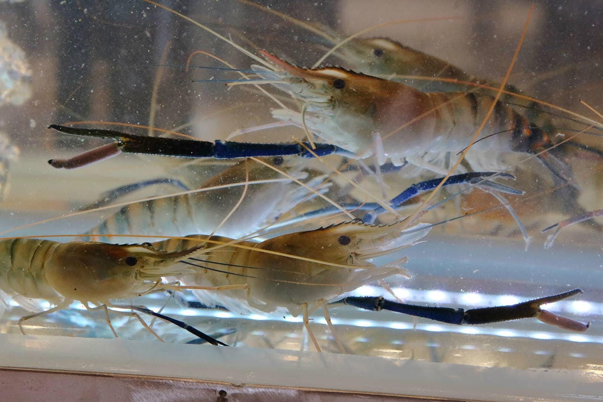 【食。八德】泰蝦樂 水道泰國蝦吃到飽〜八德吃到飽推薦！正宗泰國水道蝦新開幕！泰國蝦現夾現烤+熱炒沙拉吧讓你吃的不要不要的