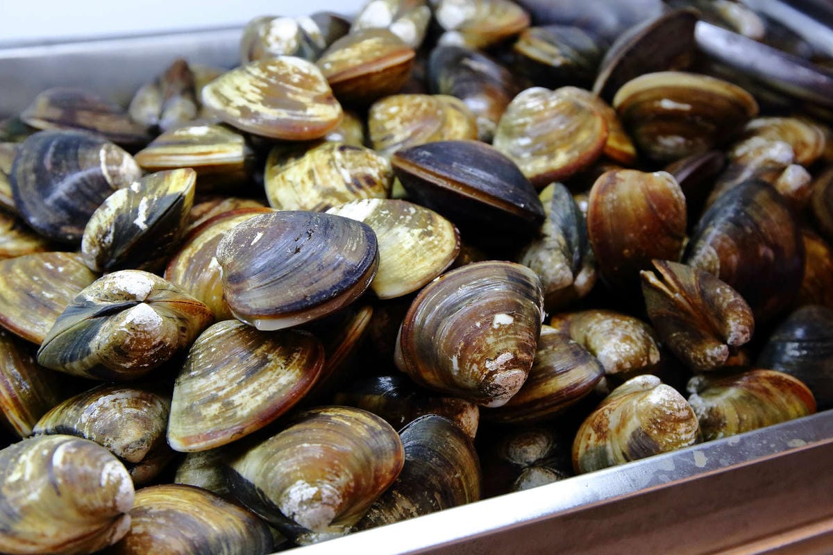 【食。八德】泰蝦樂 水道泰國蝦吃到飽〜八德吃到飽推薦！正宗泰國水道蝦新開幕！泰國蝦現夾現烤+熱炒沙拉吧讓你吃的不要不要的