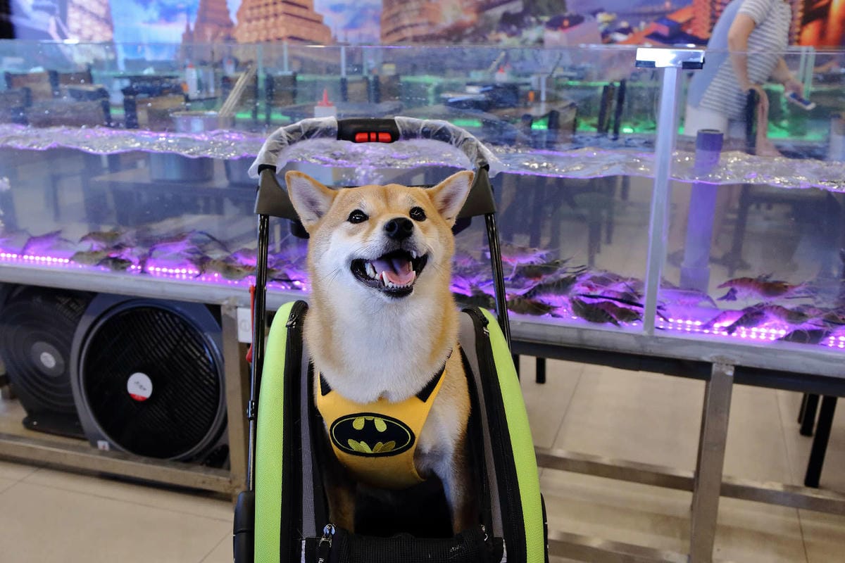 【食。八德】泰蝦樂 水道泰國蝦吃到飽〜八德吃到飽推薦！正宗泰國水道蝦新開幕！泰國蝦現夾現烤+熱炒沙拉吧讓你吃的不要不要的