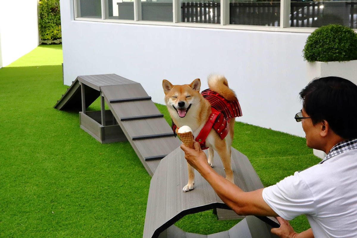 【宿。台中】沃夫寵物旅館〜全台最大七星級寵物旅館！專屬毛小孩