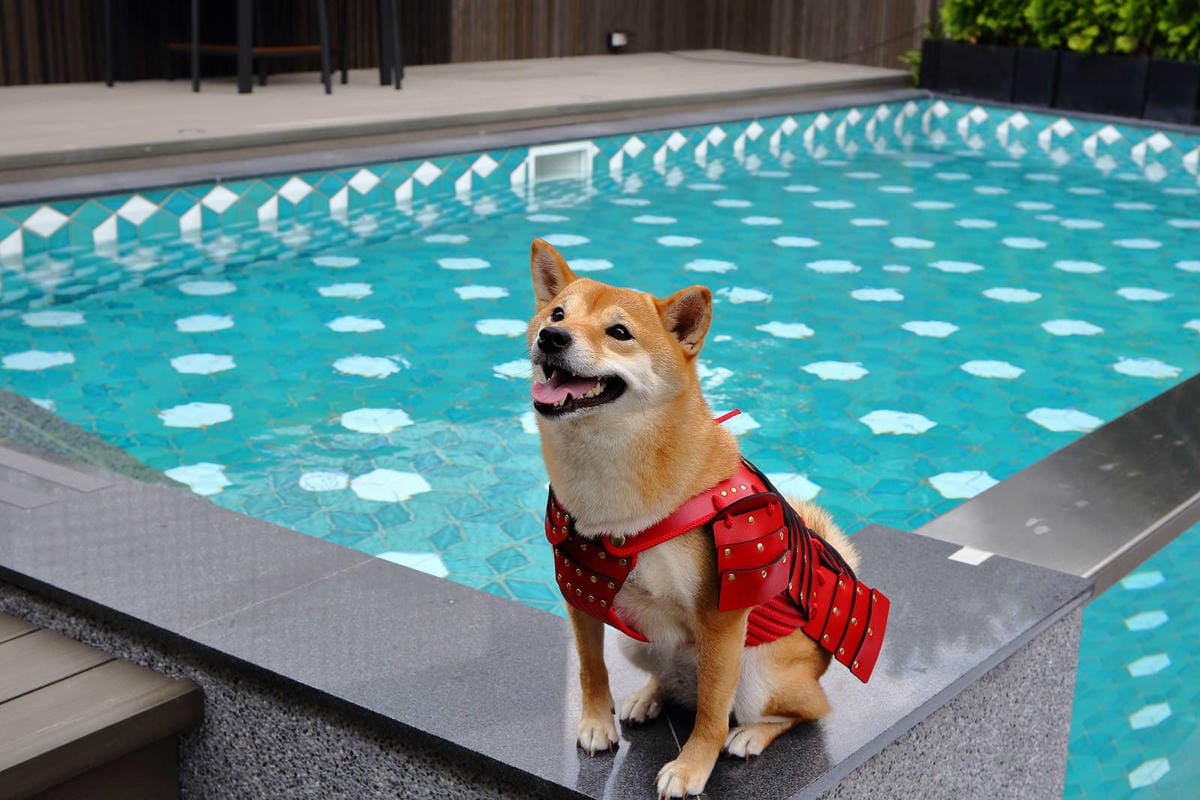 【宿。台中】沃夫寵物旅館〜全台最大七星級寵物旅館！專屬毛小孩