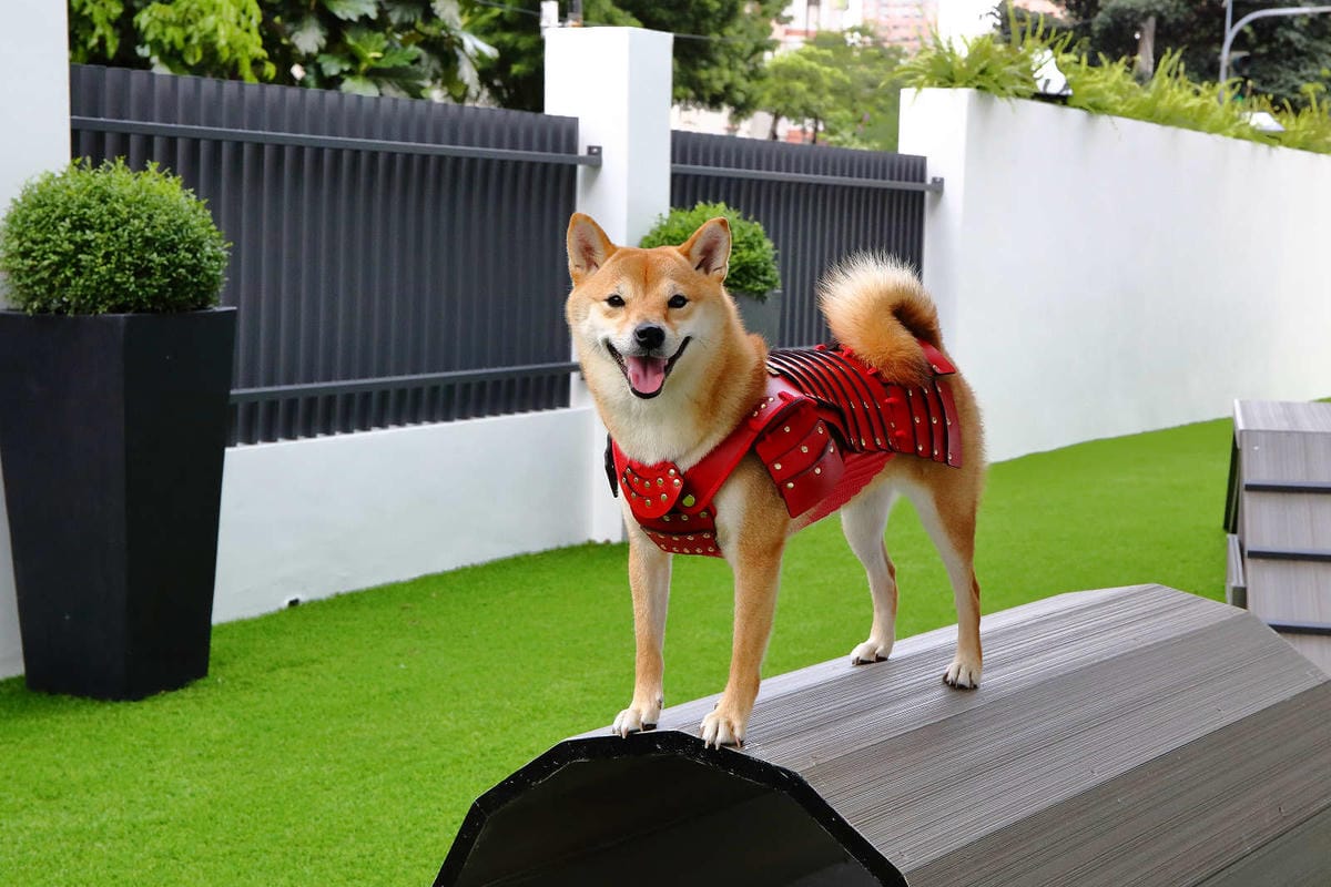【宿。台中】沃夫寵物旅館〜全台最大七星級寵物旅館！專屬毛小孩