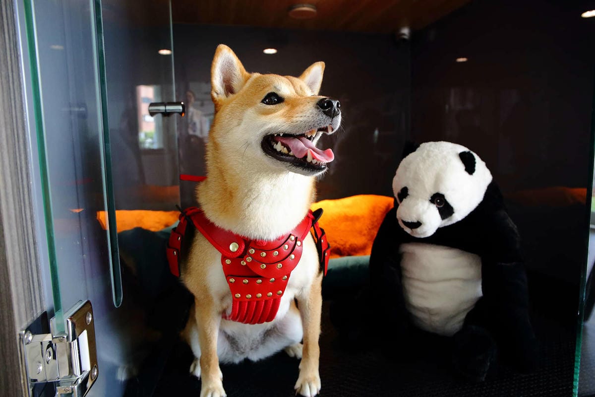 【宿。台中】沃夫寵物旅館〜全台最大七星級寵物旅館！專屬毛小孩