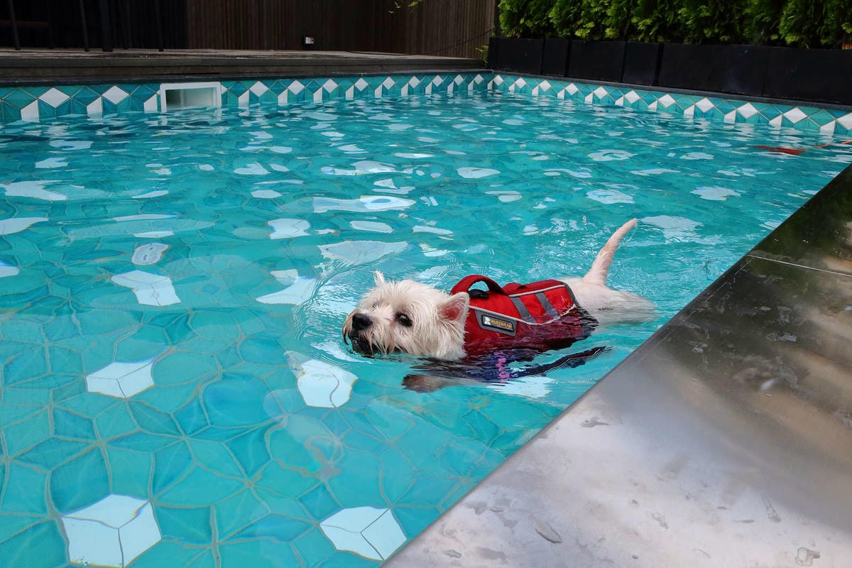【宿。台中】沃夫寵物旅館〜全台最大七星級寵物旅館！專屬毛小孩