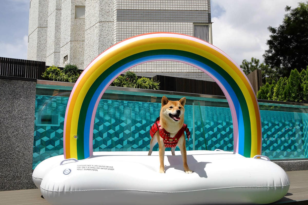 【宿。台中】沃夫寵物旅館〜全台最大七星級寵物旅館！專屬毛小孩