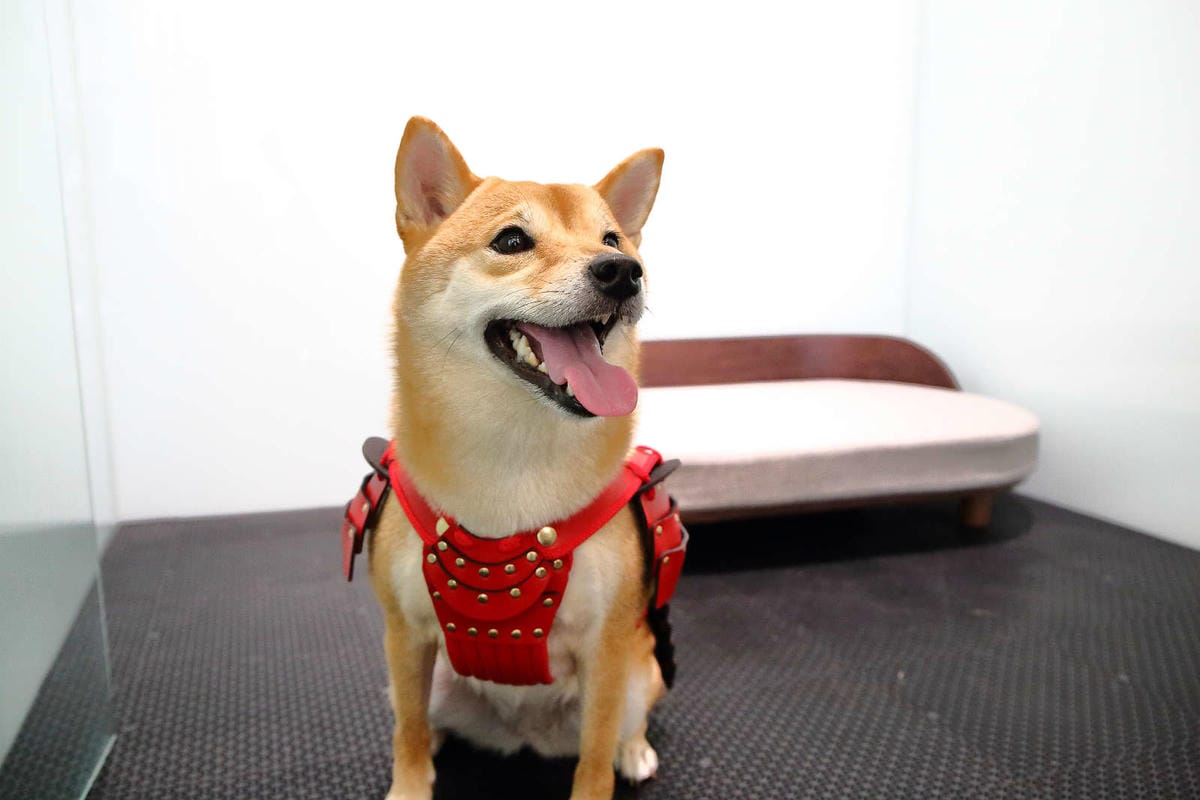 【宿。台中】沃夫寵物旅館〜全台最大七星級寵物旅館！專屬毛小孩