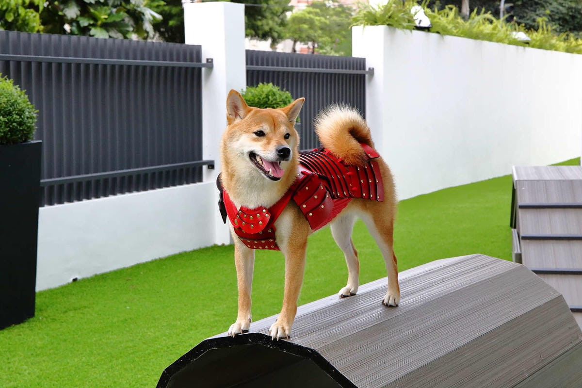 【宿。台中】沃夫寵物旅館〜全台最大七星級寵物旅館！專屬毛小孩